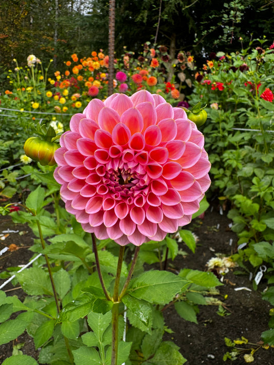 Linda’s Baby Dahlia Tuber