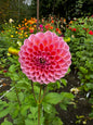 Linda’s Baby Dahlia Tuber