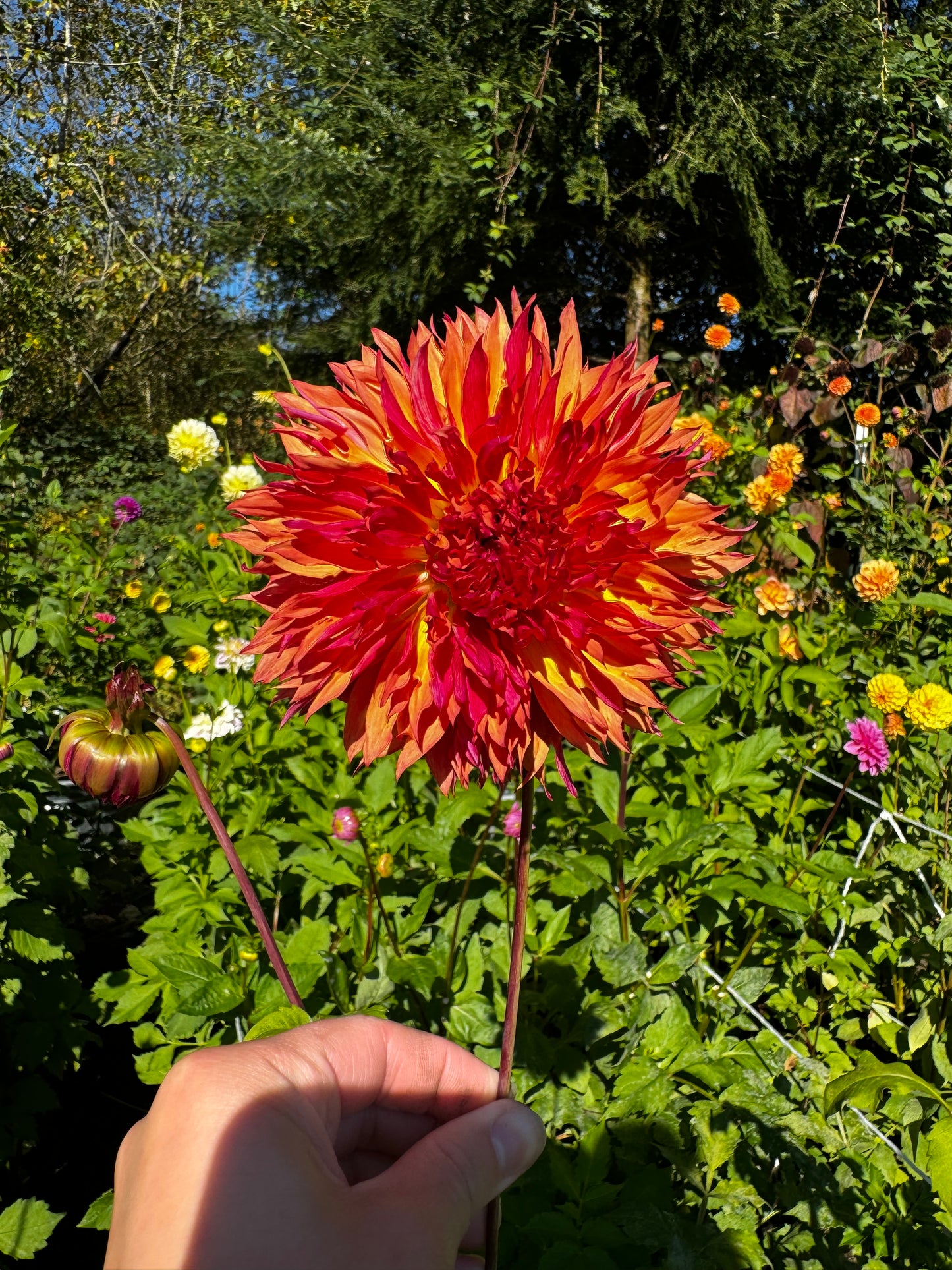 Myrtle’s Folly Dahlia Tuber