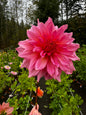 Islander Dahlia Tuber