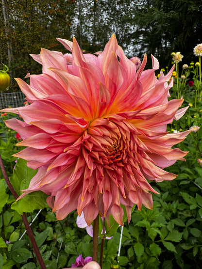 Penhill Watermelon Dahlia Tuber