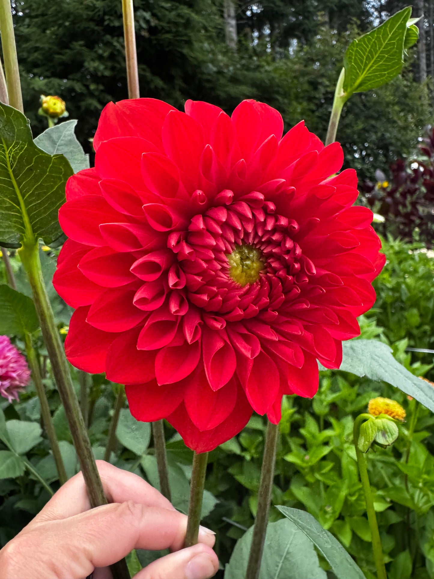 Audrey Grace Dahlia Tuber