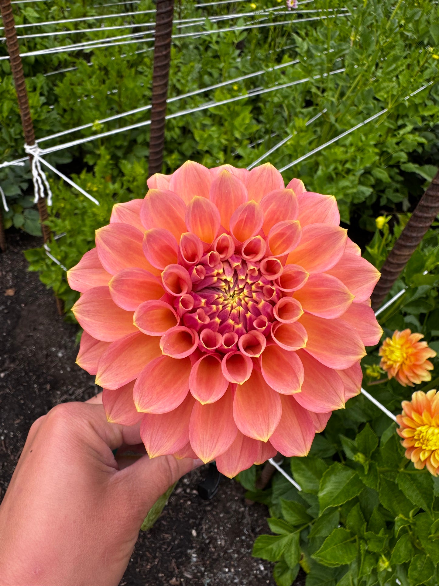 Peachy Parade Dahlia Tuber