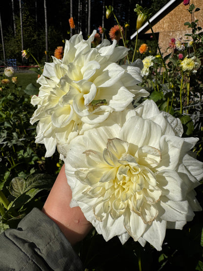 Alabaster Dahlia Tuber