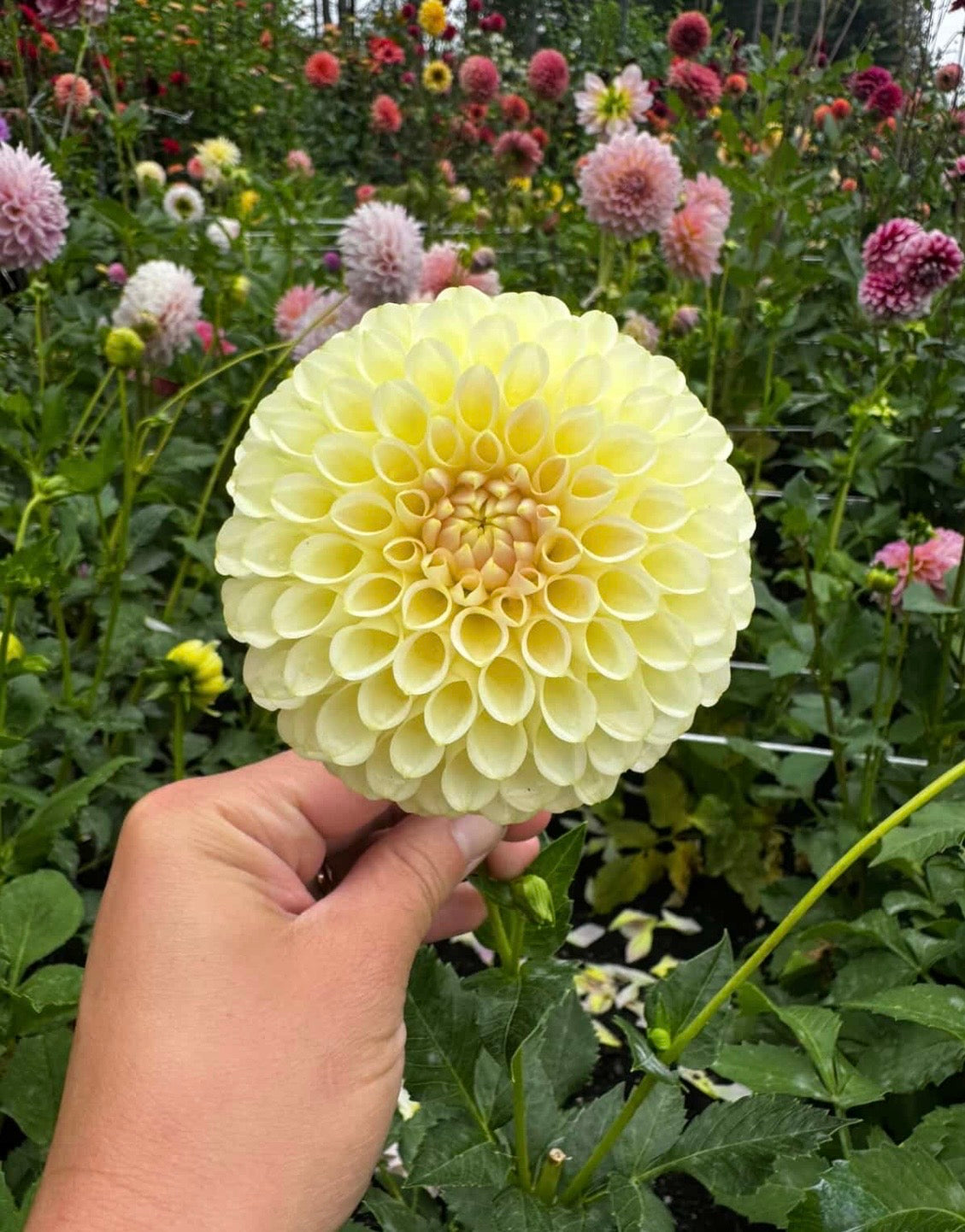 Mystery buttery yellow ball 3-4” dahlia tuber