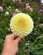 Mystery buttery yellow ball 3-4” dahlia tuber