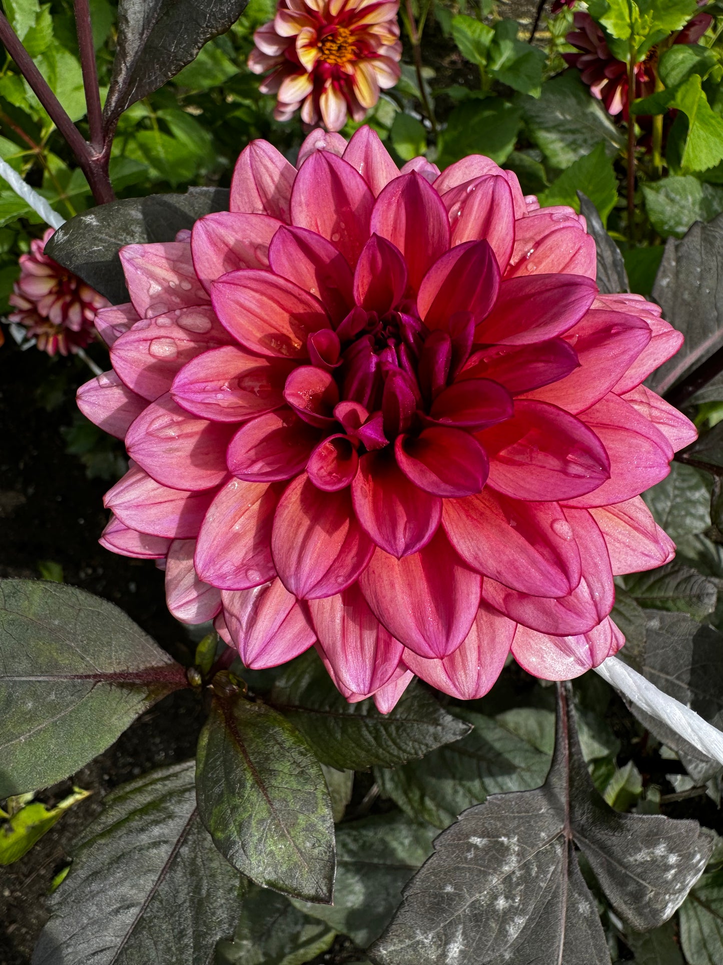 Molly Raven Dahlia Tuber Limit 1