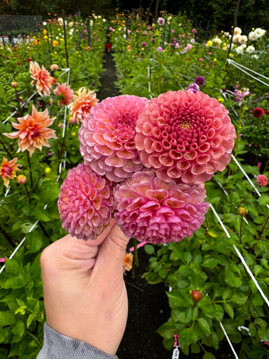 Koko Puff Dahlia Tuber