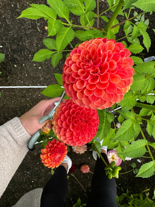 Valley Rust Bucket Dahlia Tuber