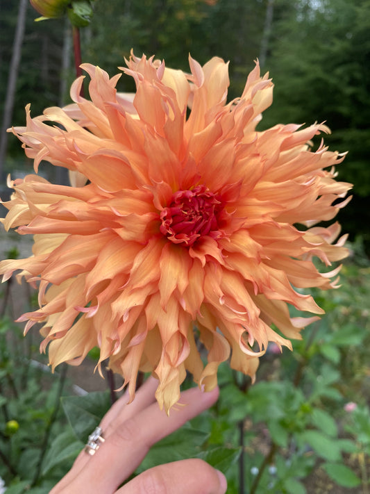 Terracotta Dahlia Tuber