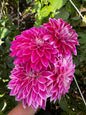 Bradley Aaron Dahlia Tuber