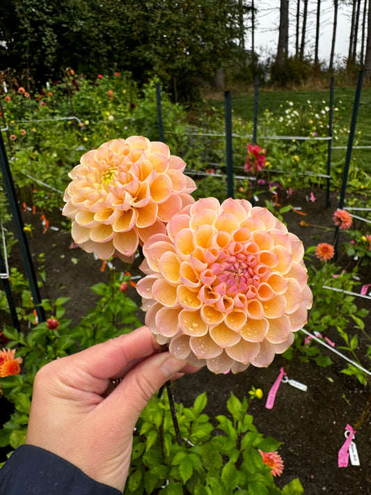 Buffy G Dahlia Tuber Limit 1