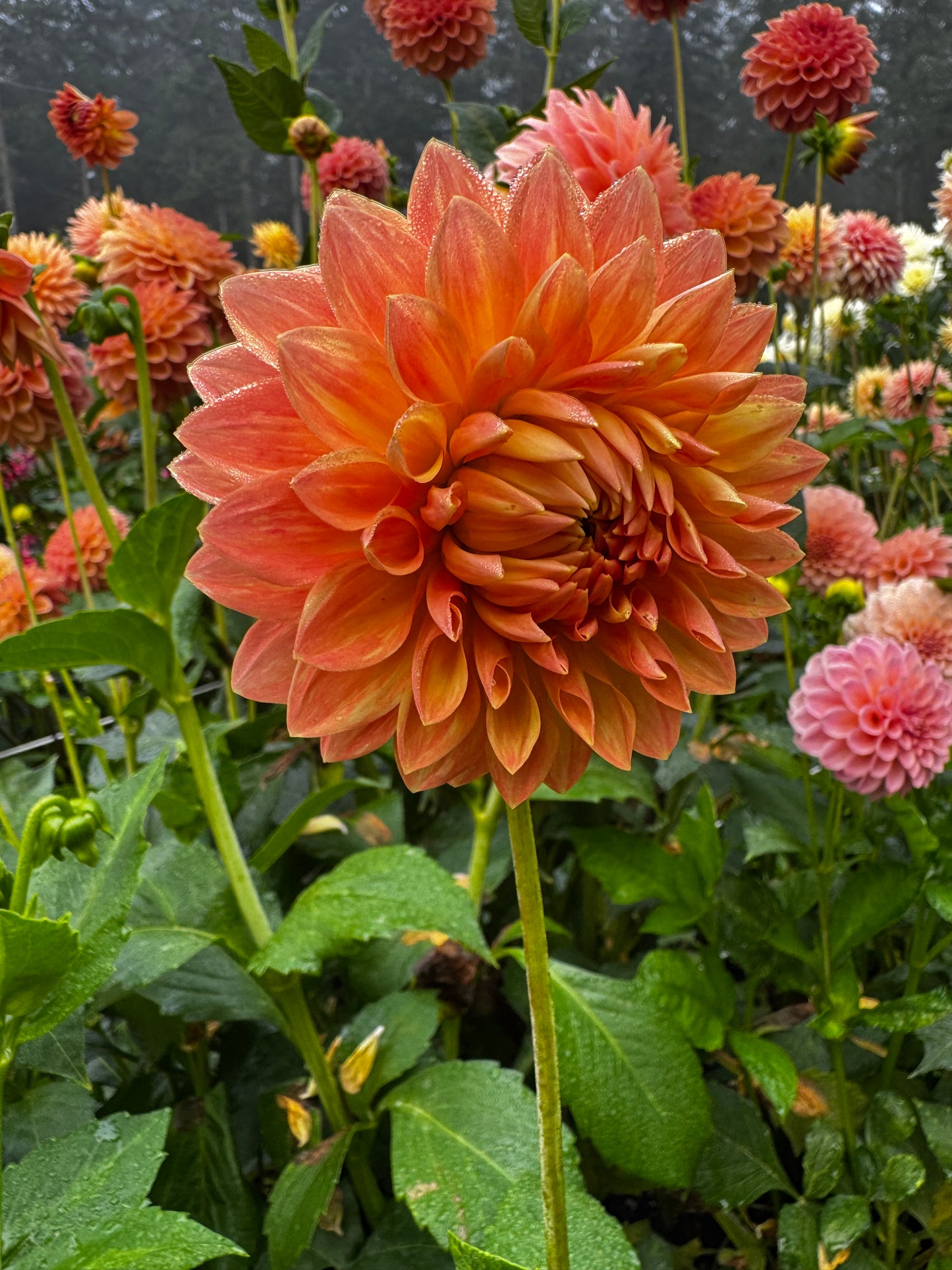 Hamilton Lillian Dahlia Tuber
