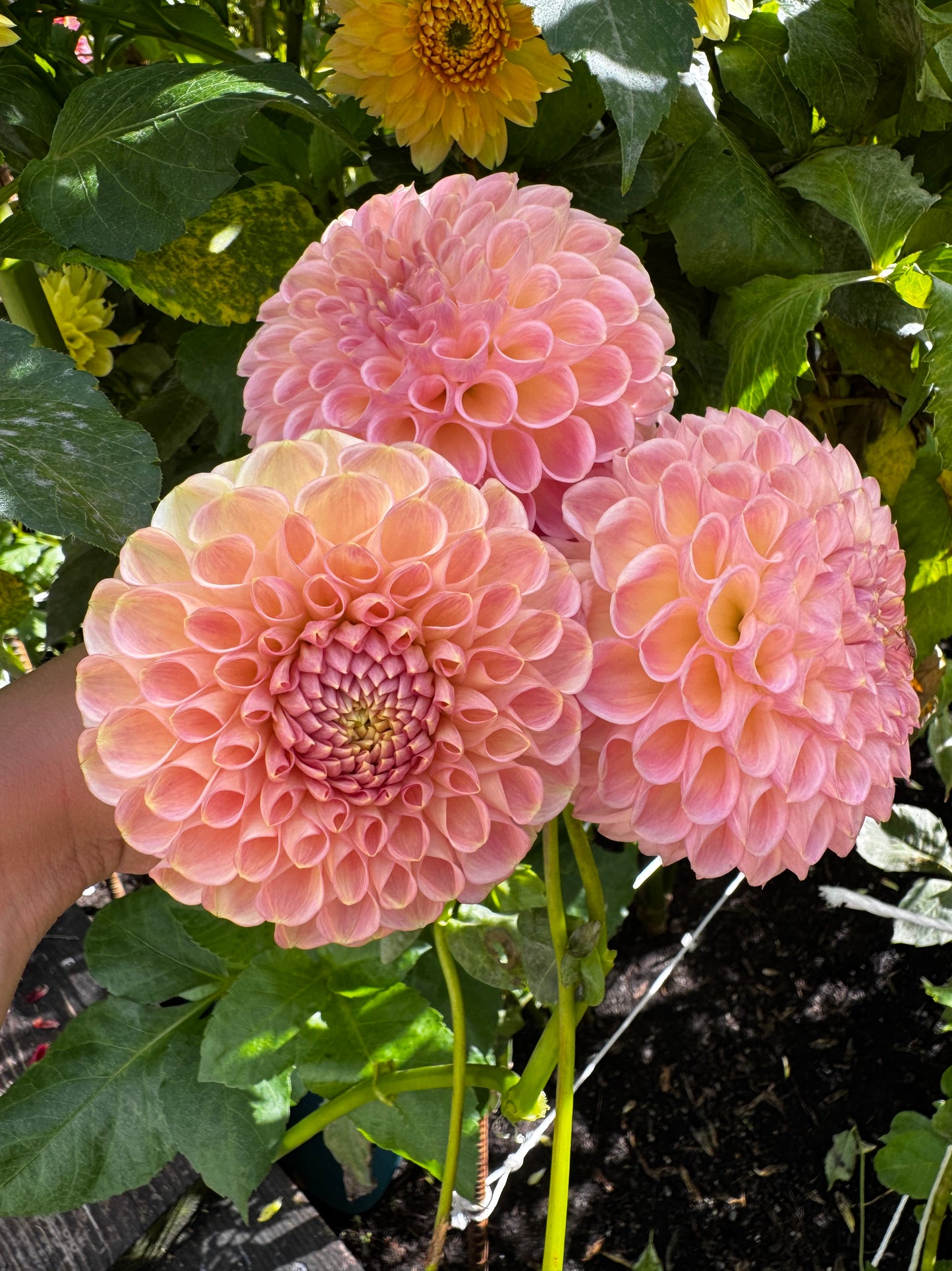 Clearview Peachy Dahlia Tuber