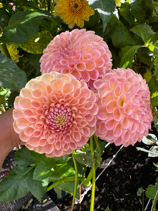 Clearview Peachy Dahlia Tuber
