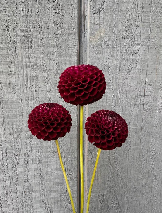 Glen Place Dahlia Tuber
