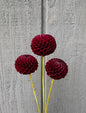 Glen Place Dahlia Tuber