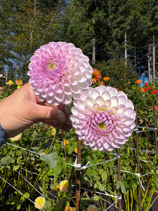 Westerton Ella Grace Dahlia Tuber