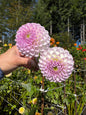 Westerton Ella Grace Dahlia Tuber