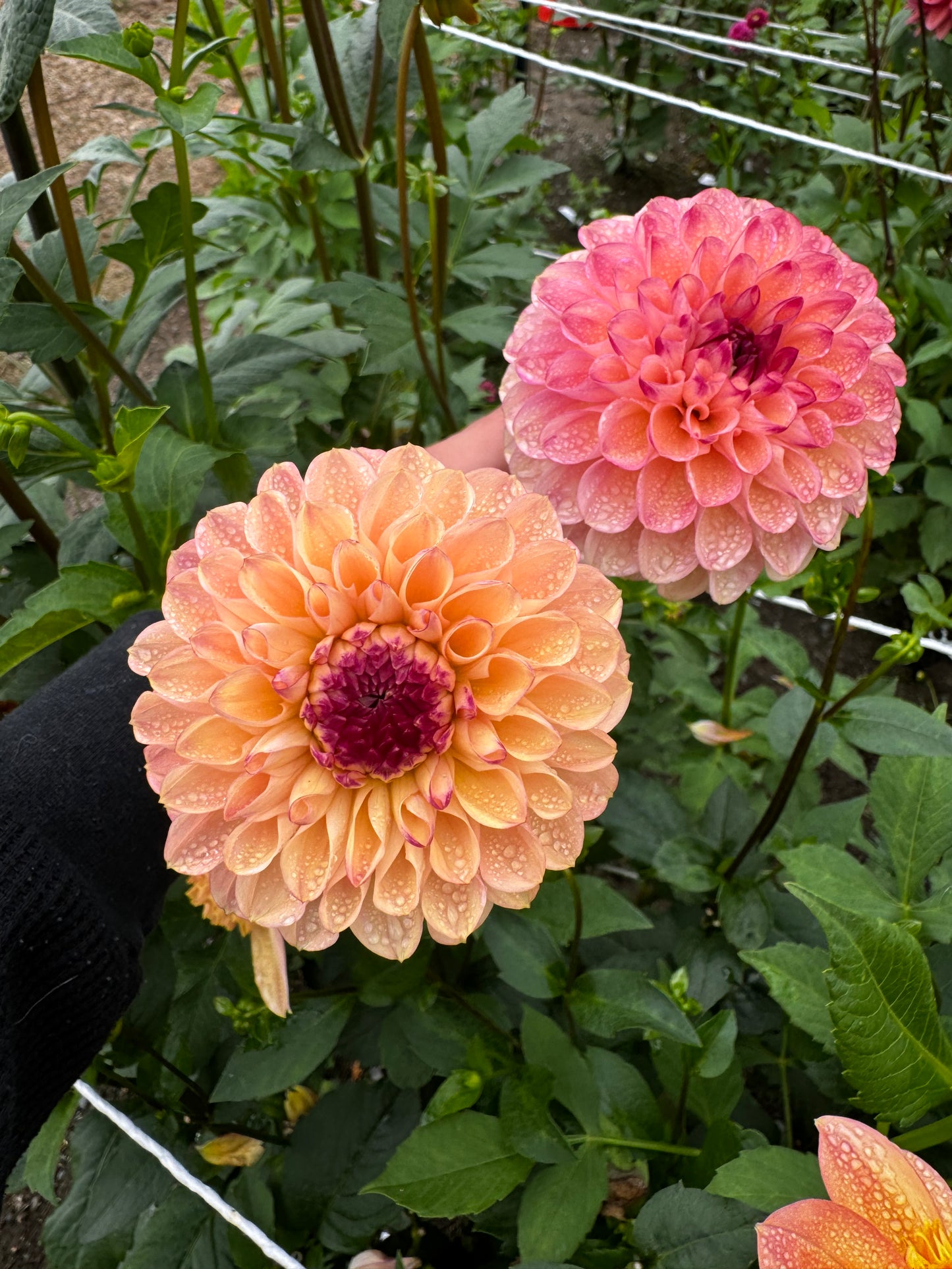 Yellow Jill Dahlia Tuber