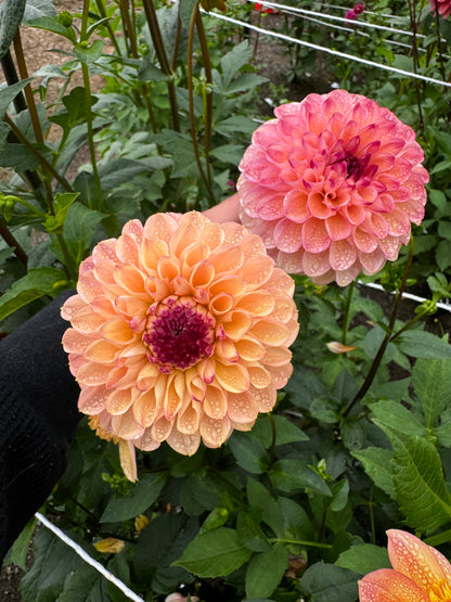 Yellow Jill Dahlia Tuber
