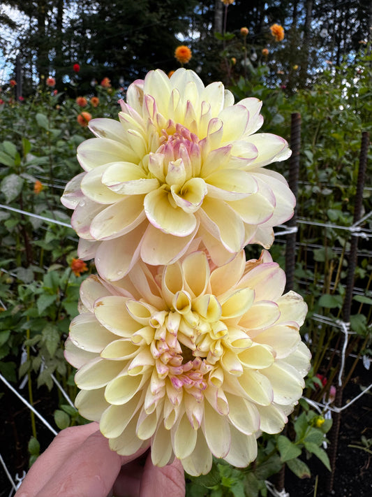 Normandy DeeGee Dahlia Tuber