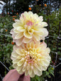 Normandy DeeGee Dahlia Tuber