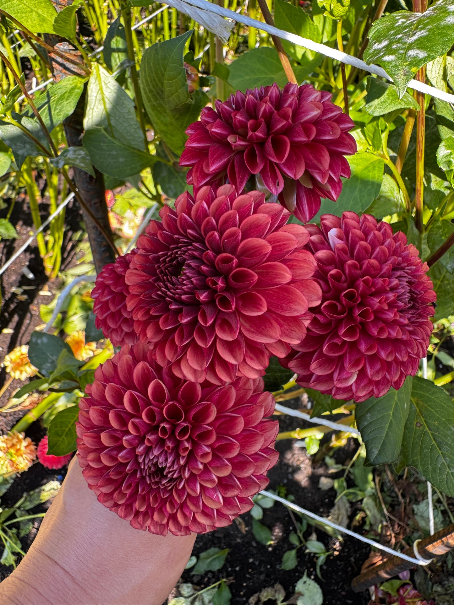 Copper Boy Dahlia Tuber
