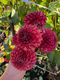 Copper Boy Dahlia Tuber
