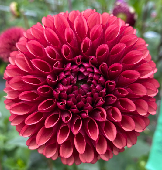 Copper Boy Dahlia Tuber