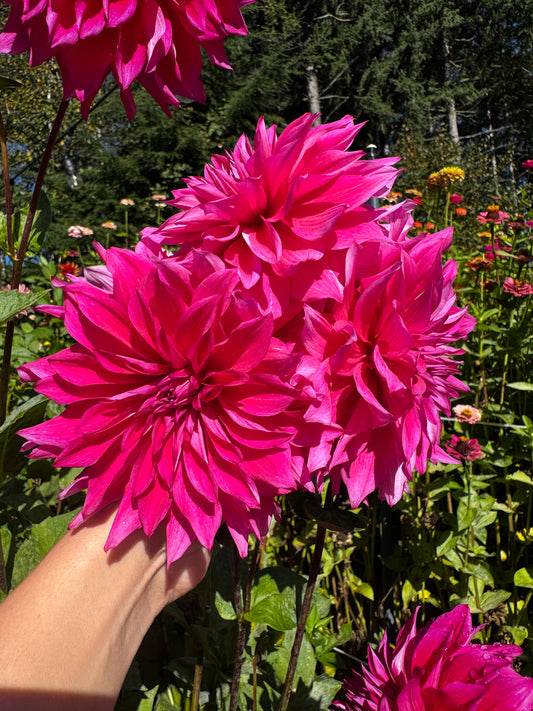 GG Kalinda Dahlia Tuber
