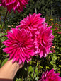 GG Kalinda Dahlia Tuber