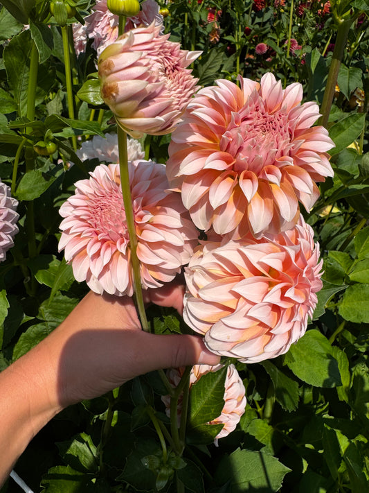 Peaches n’ Cream Dahlia Tuber