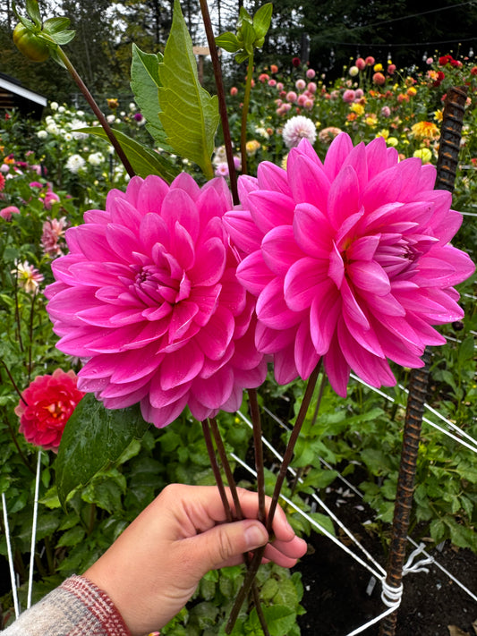 Hollyhill Sweet 16 Dahlia Tuber Limit 1