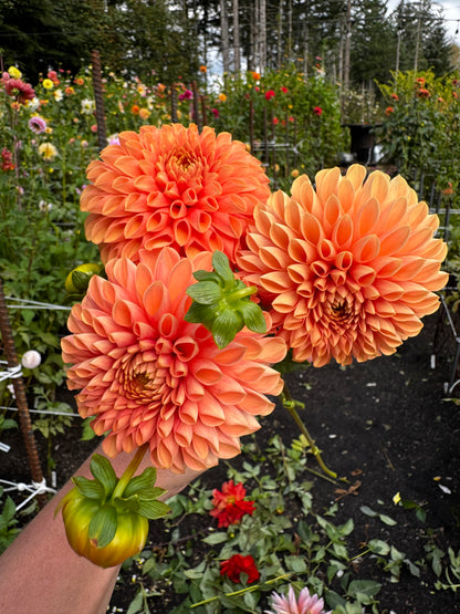 Jowey Linda Dahlia Tuber