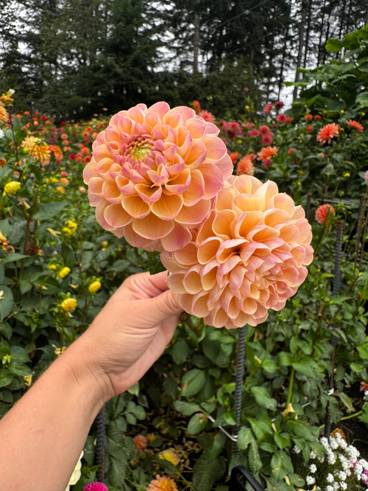 Buffy G Dahlia Tuber Limit 1