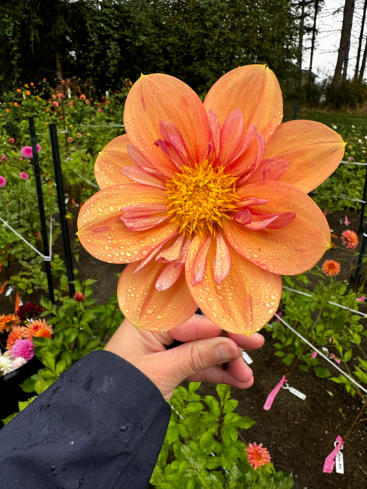 Giggles Dahlia Tuber