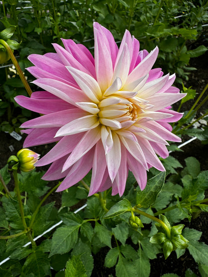 Alloway Candy Dahlia Tuber