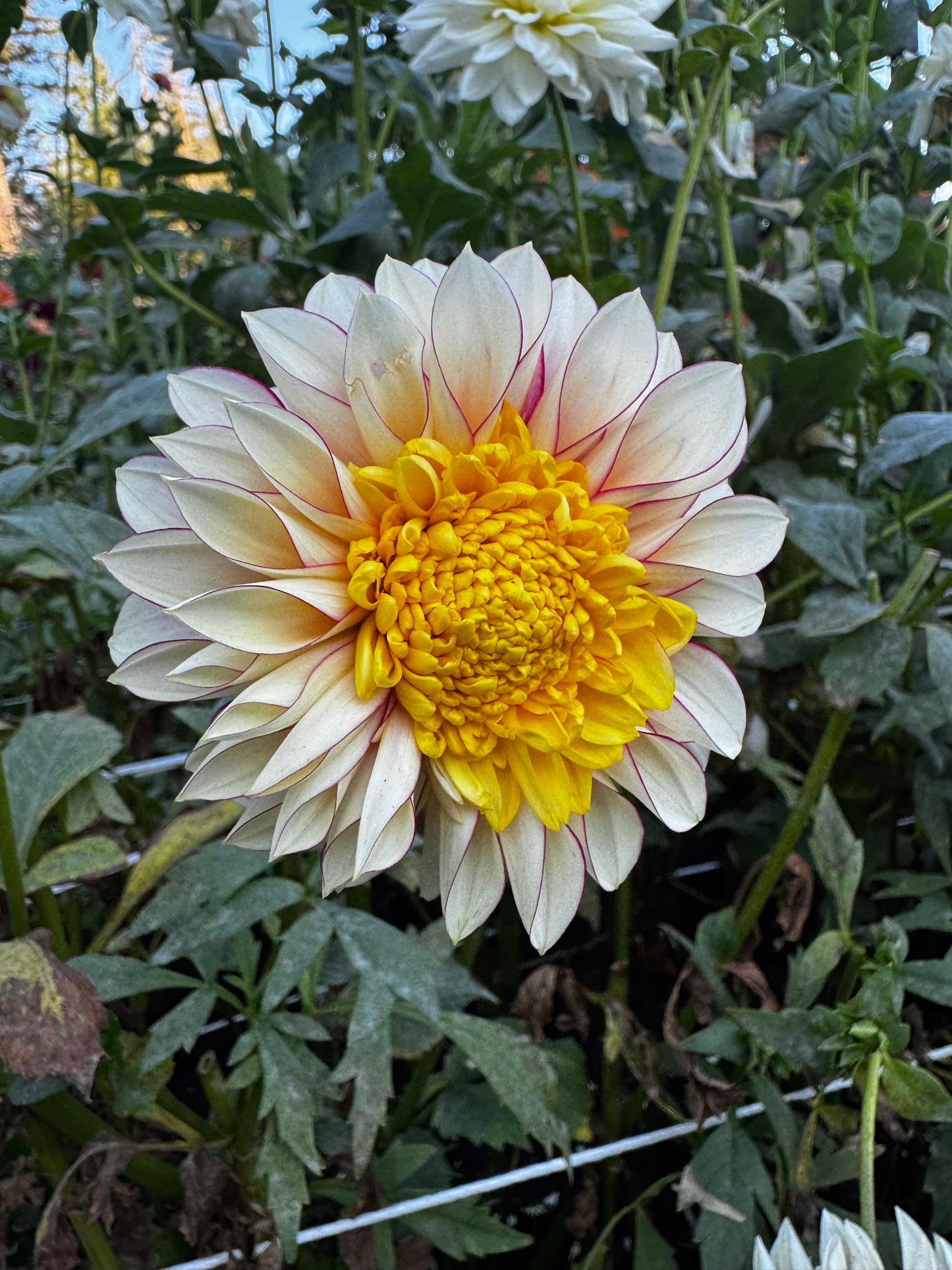 Polka Dahlia Tuber