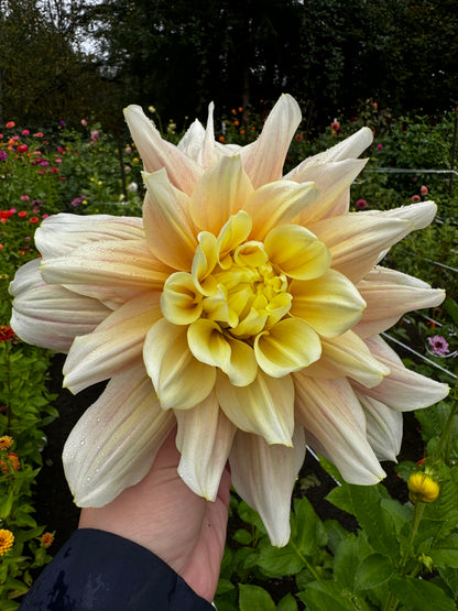 Breakout Dahlia Tuber
