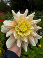 Breakout Dahlia Tuber
