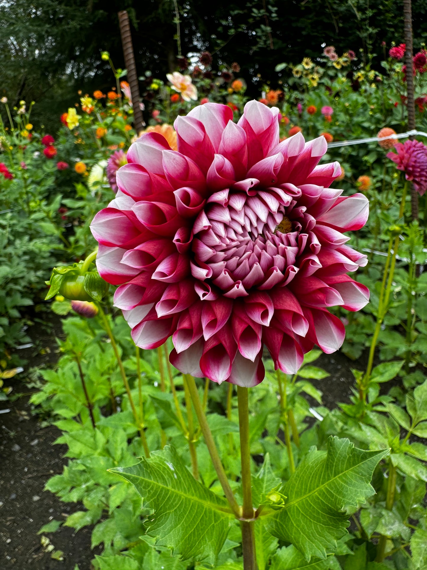 Ed Kuhn Dahlia Tuber