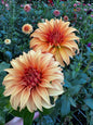 Bloomquist Jean Dahlia Tuber Limit 1