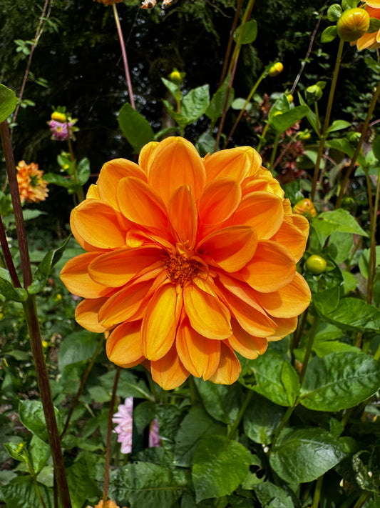 Coseytown Lions Mane Dahlia Tuber