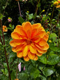 Coseytown Lions Mane Dahlia Tuber