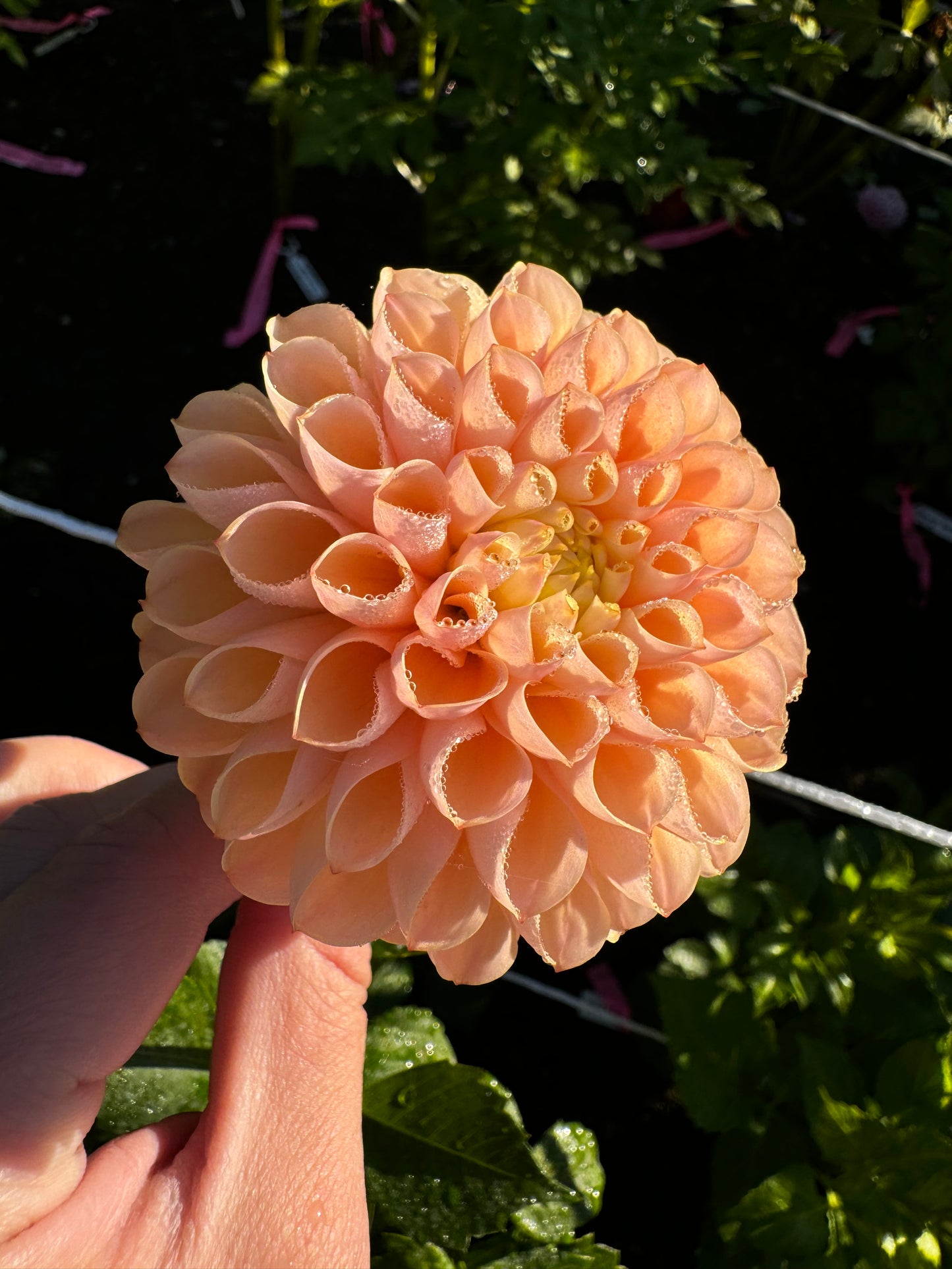 Crichton Honey Dahlia Tuber