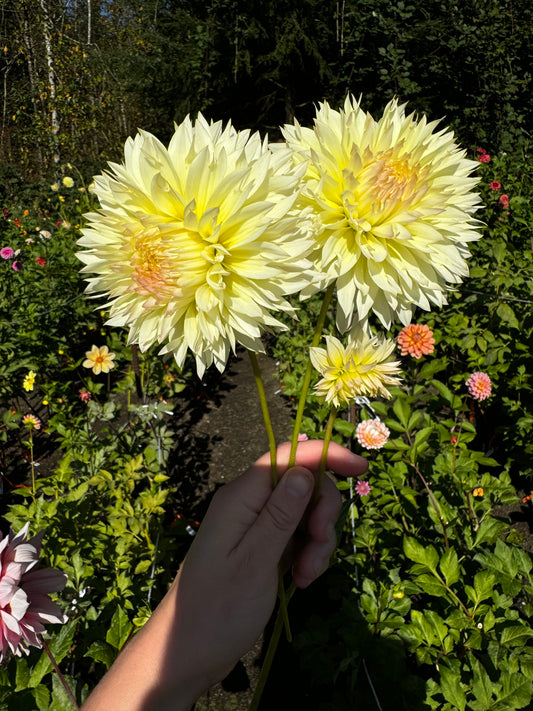 Citron Du Cap Dahlia Tuber