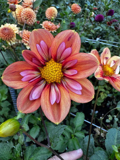 Giggles Dahlia Tuber