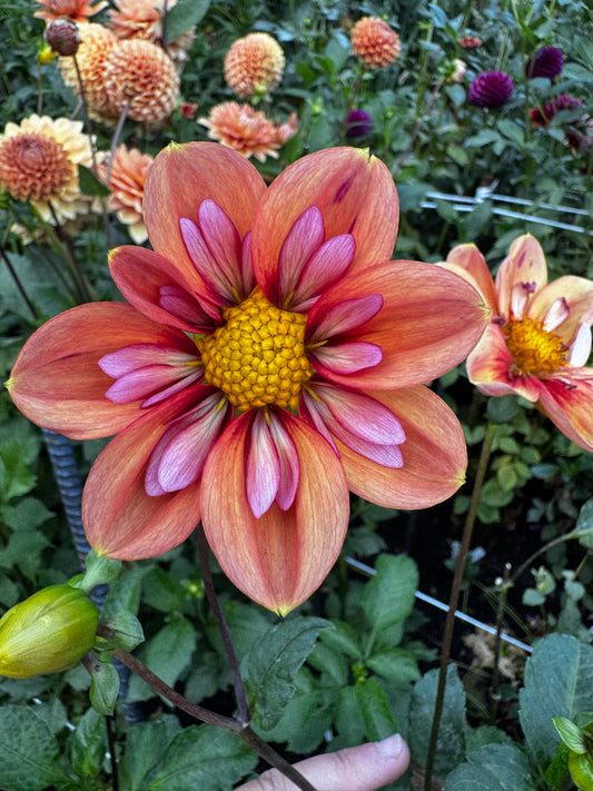 Giggles Dahlia Tuber