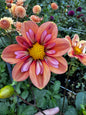 Giggles Dahlia Tuber